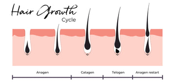 the cycles of hair growth