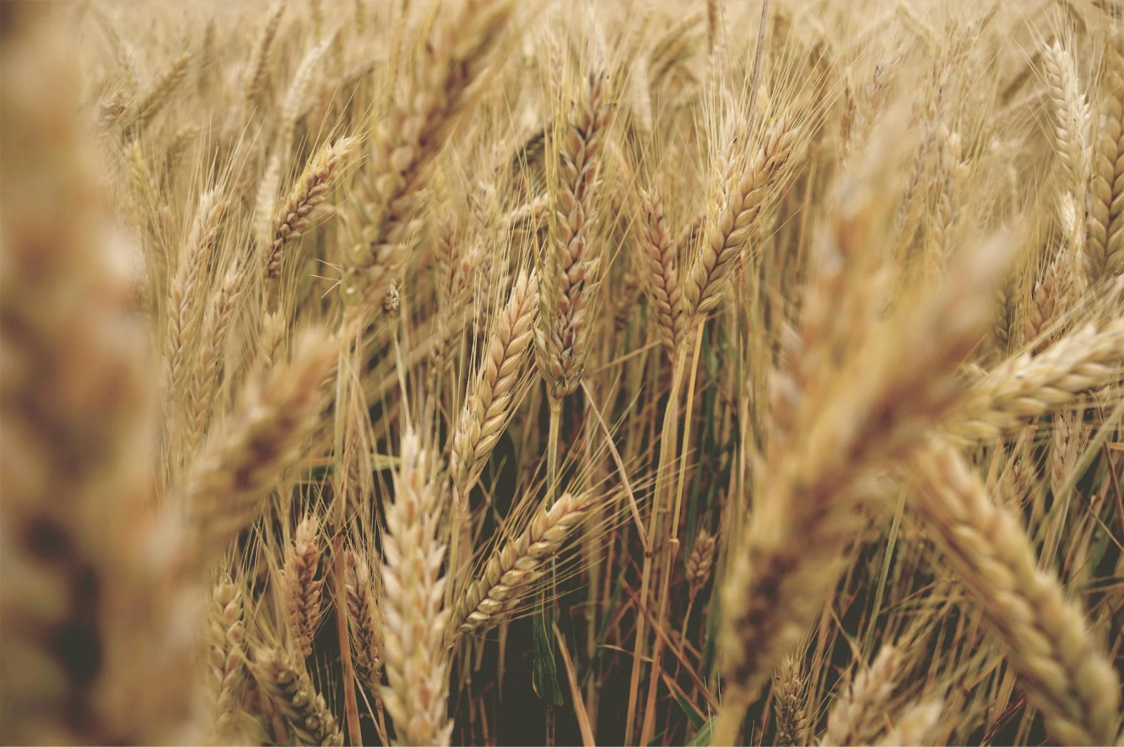 A zoomed in shot of wheat fields.